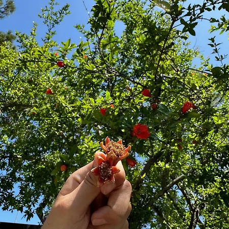 Frühstückspension Del Parco Poggi